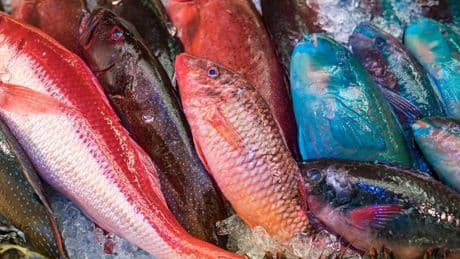 AI-Powered Japanese Ikejime Robotics Delivers Pristine, Humanely Treated Fish To All