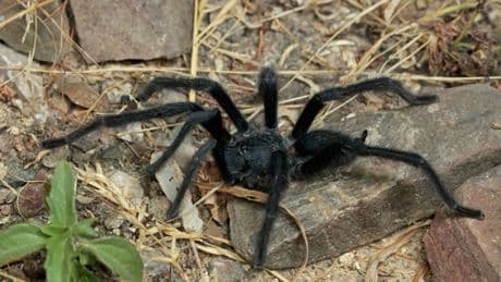 Hunky tarantulas now growing GIANT record-breaking sex organs & mega ‘palp’ saves them from being gobbled by lusty mate