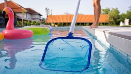 Mückenlarven & Co.: So halten Sie Ihren Pool insektenfrei