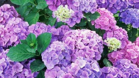Hydrangeas will 'thrive' better when grown near 3 'easy-to-maintain' plants