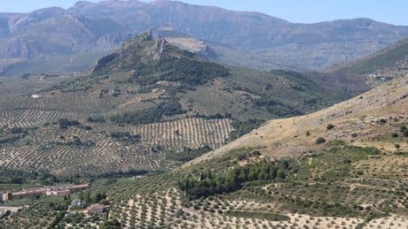 Algo extraño está pasando con el precio del aceite de oliva: sigue en caída libre pese a una última cosecha "media"