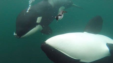 Wild Orcas Sometimes Offer To Share Their Lunch With Humans