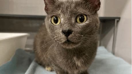 Salzgitter: Katze auf Parkplatz ausgesetzt – Tierheim hofft auf Hinweise