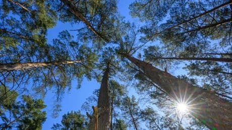 Wetter: Deutscher Wetterdienst: Waldbrandgefahr nimmt zu