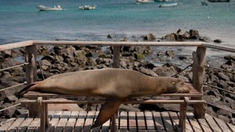 Galápagos-Inseln: Wie sich auch weniger Betuchte den Trip auf den Archipel leisten können