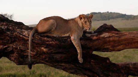 Namibie : un lion tue un touriste dans un lodge de safari
