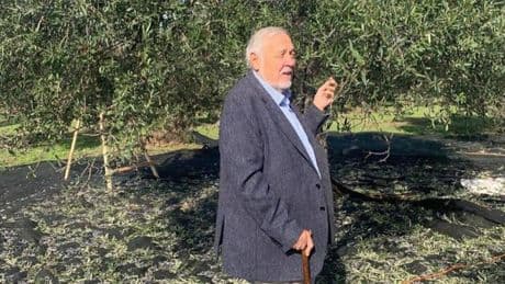 İlber Ortaylı'dan zeytinlikler için çağrı: Türkiye, geliri düşük madenlerin, beton otellerin değil, zeytinliklerin vatanı olmak zorunda