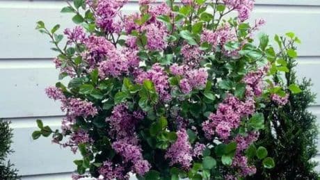 Korean lilac tree that blooms twice a year gets slashed by £20 in spring sale