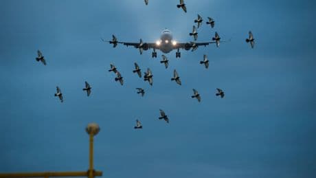 ¿Un choque con pájaros puede derribar un avión?