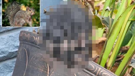 Terrifying 'zombie squirrels' with oozing flesh pods on their bodies invade US backyards