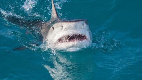 Diver's incredible three-word reaction after shark drags her underwater in horror GoPro video