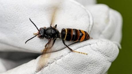 Europas Ernten in Gefahr? Asiatische Hornisse breitet sich aus