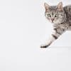 Onthoofde kat voor de deur in Hoofddorp, buurtbewoners geschokt