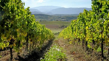 Vins blancs du Languedoc : notre sélection de l’été 2025