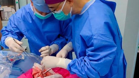 Trasplantan por primera vez un pulmón de cerdo a un ser humano y logran mantenerlo funcional durante nueve días