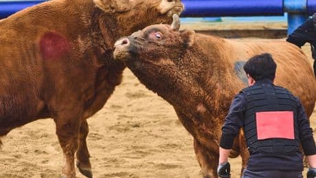 Corea del Sur lleva siglos celebrando sus particulares "corridas de toros". Y ahora se enfrenta al mismo dilema que España