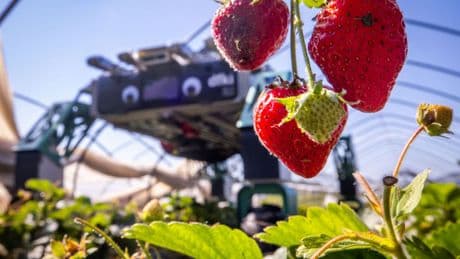 Obstbau: Erdbeerpflücken mit KI: Ernteroboter soll Betriebe entlasten