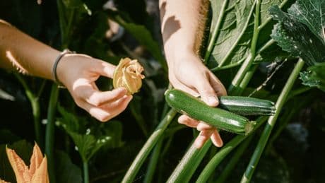 Giftalarm im Gemüsebeet: Wenn Zucchinis so schmecken, bitte wegwerfen!