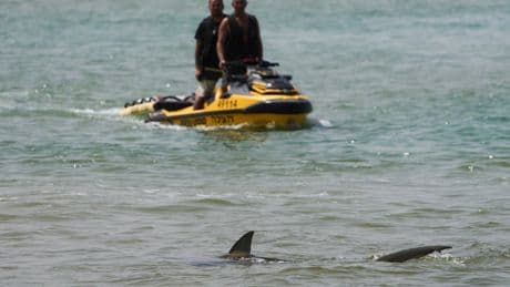 Father of four’s remains found after shark attack off Israel beach