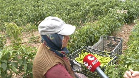 Tokatlı kadın tarım işçileri: “Kendi tarlalarımızı bıraktık artık, yevmiyeye başladık”