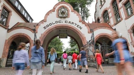 Erst wenige Tage alt: Zoo Leipzig schläfert drei Tigerbabys ein