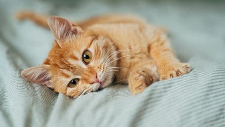 Studien beweisen: Darum sind orangefarbene Katzen so besonders