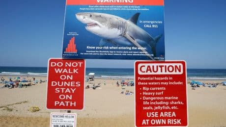 New AMBER alert-like system would send alerts to people’s phones when a shark is nearby