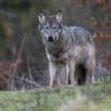Gelderland geeft toestemming voor doden van wolf die hardloper beet