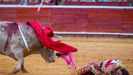 Roca Rey, cogido en Huelva y descartada rotura de ligamentos: "Tumefacción con hematoma; precisa de estudio radiológico"