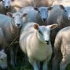 Debt-hit rustler steals 73 ewes from neighbour