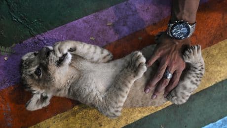 Posséder un lion à la maison ou l’exhiber au café : en Thaïlande, les félins deviennent des accessoires