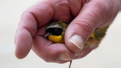 McCormick Place in Chicago Found a Way to Reduce Bird Deaths