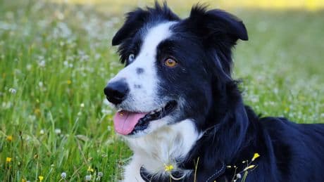 La importancia de conocer las constantes vitales de nuestro perro: puede salvarle la vida