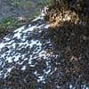 Urgent warning to Brits over an influx of BEES: UK heatwave could create a 'nectar tsunami' that triggers a rapid swarming event, experts warn