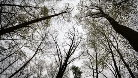 Reinhäuser Wald: Frauenleiche in Wald bei Göttingen gefunden