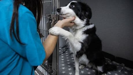 Vet says owners don't realise how 'toxic' one household decoration is to dogs