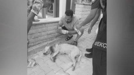Vicdansızlığın böylesi: Denizli'de bir cani, hamile köpeği tüfekle vurdu