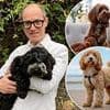 How Britain was sold a pup over cockapoos: They were sold as being cuddly, good with children and cute as a stuffed toy. But as owners complain they chew everything, and many aren't even genuine, no wonder prices are falling...