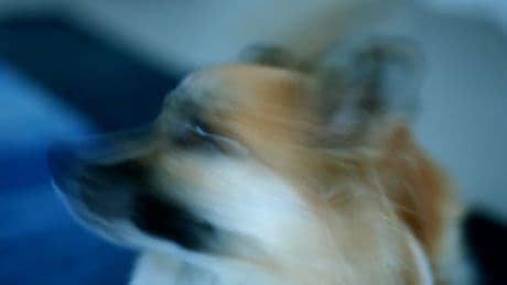 Cómo conseguir buenas fotos de nuestro perro: consejos para capturar su esencia