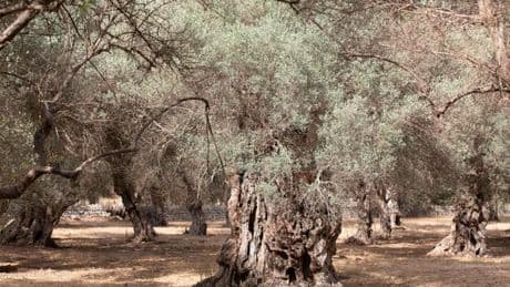 Wassermangel: Gemeinde auf Mallorca dreht Wasserhahn ab
