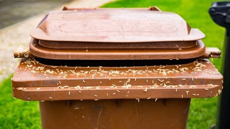 Nur zwei Hausmittel nötig: So halten Sie Maden in der Tonne dauerhaft fern