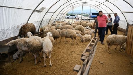 Elde kalan kurbanlıkları ESK satın alacak... Bakan Yumaklı yeni uygulamayı duyurdu