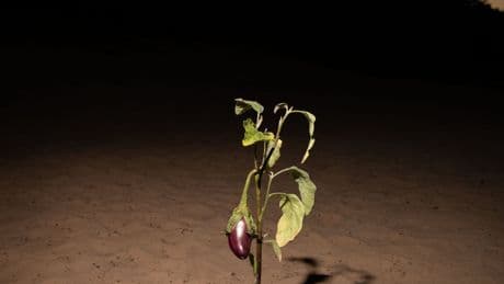 Als een tomaat of koe tegenstribbelt, probeert de mens met technologie de natuur onder de duim te krijgen