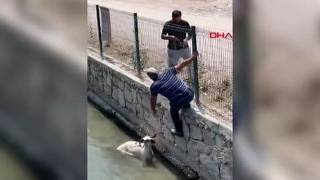 Kaçan kurbanlık dereye atladı