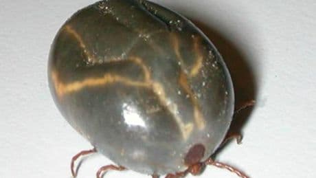 The invasive disease-carrying tick spreading across the US