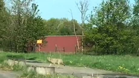 Sichtung bei Königswinter: Wolf zeigt sich ohne Scheu auf Video