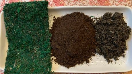 Transform your houseplants into art with this Japanese gardening technique