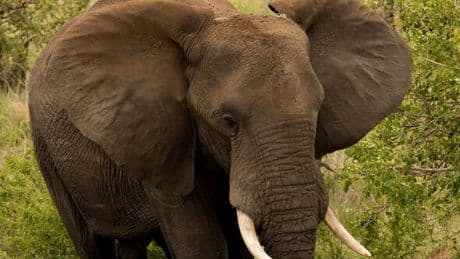 Tourist on safari crushed to death by herd of wild elephants on nighttime walk