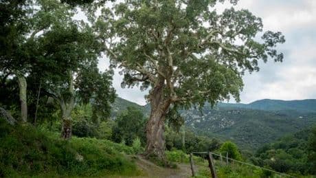L’histoire d’amour entre un vieil homme et son « grand chêne » de 300 ou 400 ans