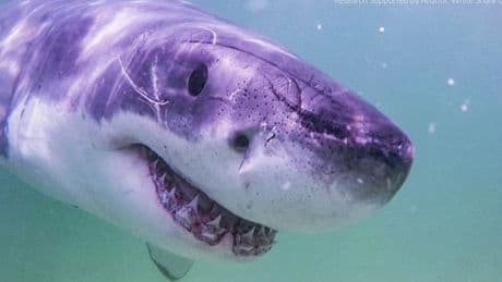 Great white sharks head north, following seals and alarming beachgoers